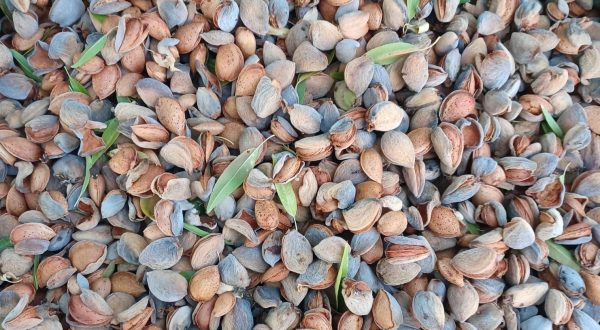 Pistacchi 1 kg