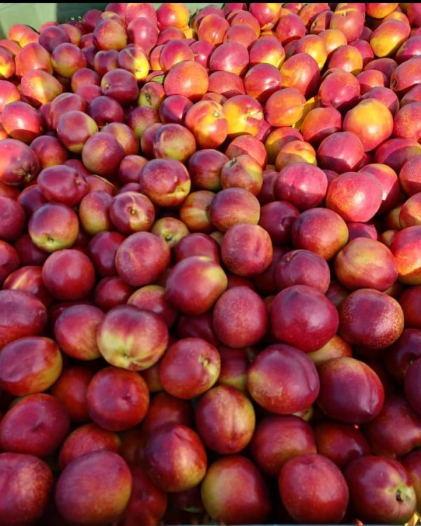 Nettarine confezione 8 kg